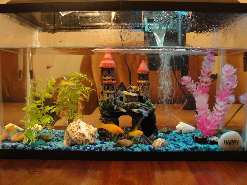 10G fish tank.JPG